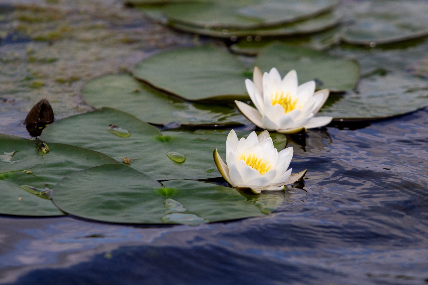Водный маршрут на байдарках до 10 км - фото 1